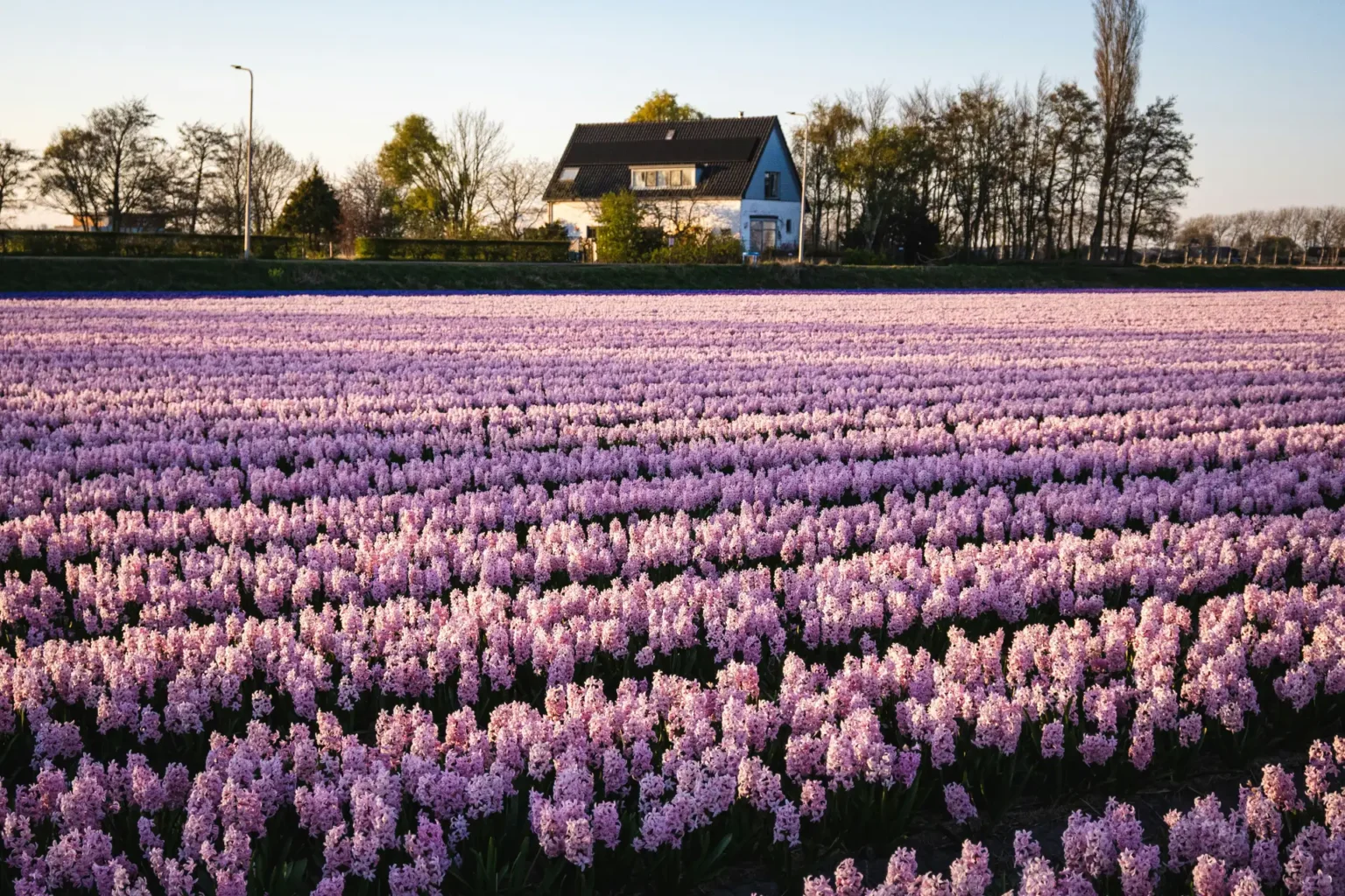 nest-administratie-bollenstreek-onderhoud-background